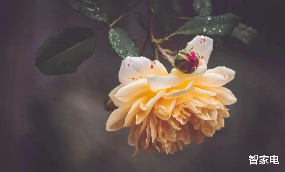 相机|美的集团有担当有底气: 家电维修服务, 多收费双倍赔