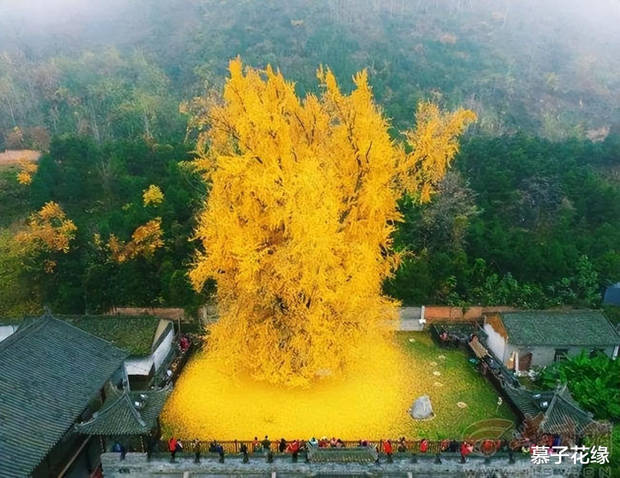 银杏树|一棵树就是一个景点，这8棵树美得无法言说，都是大自然的馈赠