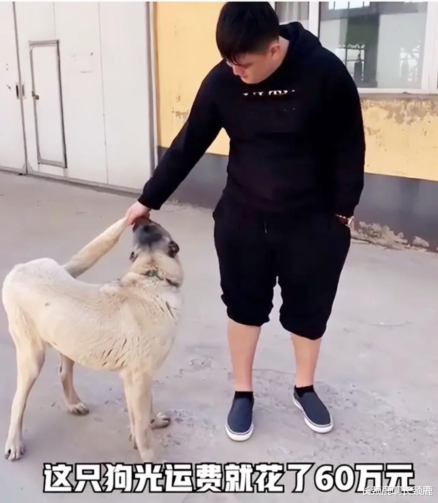警察荣誉|赵本山儿子花费百万购买名犬惹质疑，本人回应看不惯的人都是仇富