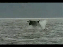 塞纳河里惊现一条虎鲸！动物王者各种“入侵”人类领地