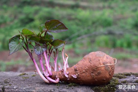 买红薯时,遇见这4种红薯甩头就走,菜贩子自己都不吃,别再吃亏