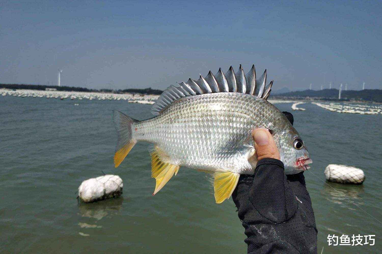 海钓|冬天海钓的4个要点，降低冬天海钓的难度，钓到更多的海鱼