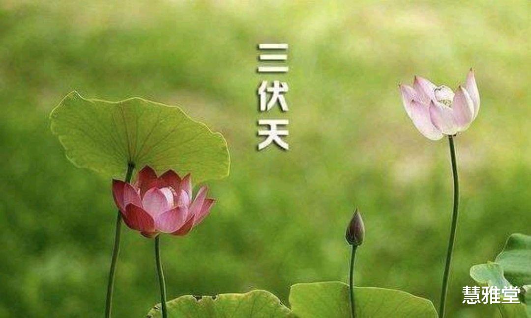 三伏天|三伏天马上来临,记得备好“伏天四宝”,热天正当吃,或清凉过夏