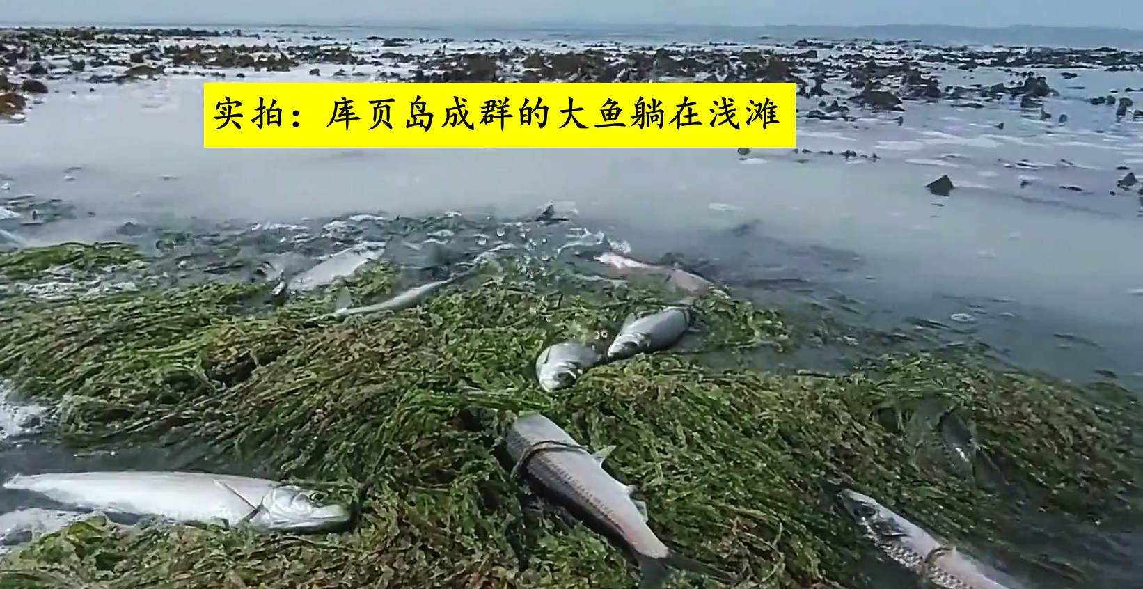 钓鱼|远东地区淡水湖大鱼成群,板鲫论斤起,半米大鱼躺草间