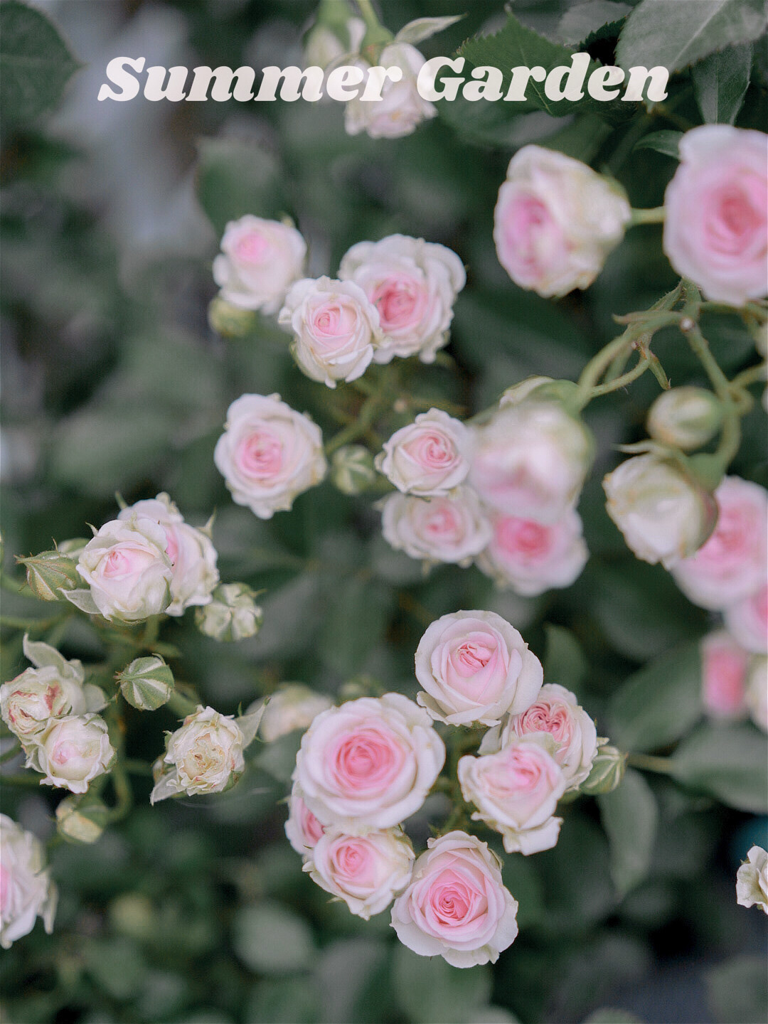 20㎡一楼小院,DIY打造杂货花园,倒腾了一年时间,如今又仙又美