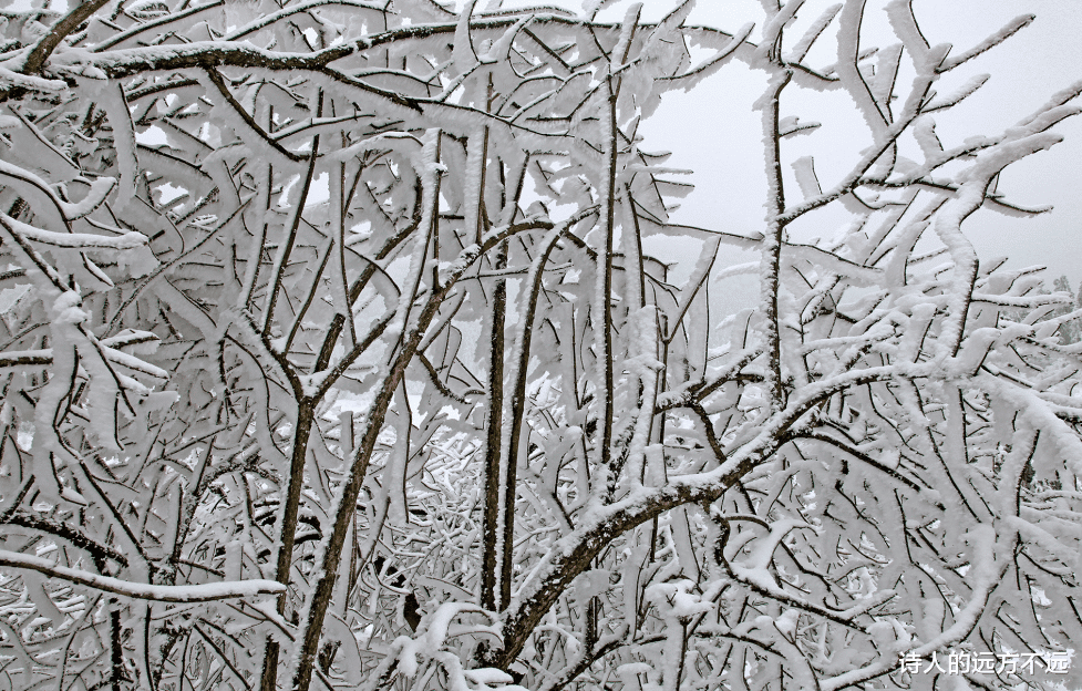 仙女山|难得一见! 重庆仙女山迎2022冬首场雾凇奇观，美腻了