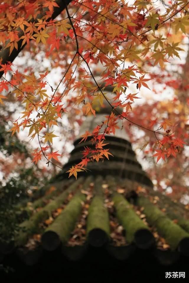 乡村旅游|这些园林，承包了苏州秋冬一半的美