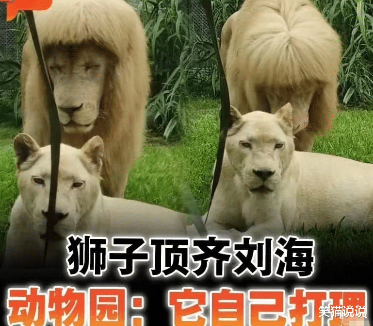 黄芪 新晋网红狮子“阿杭”再现齐刘海，出圈海外媒体，引日本欧美多家媒体报道！