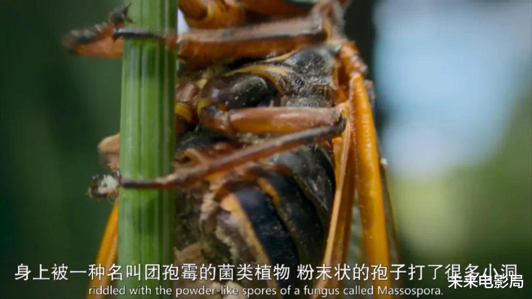 卡梅隆的新作,《阿凡达2》的预热,最新技术展现动物奇观