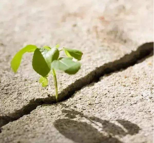 京东|互联网医药，合规才是底线