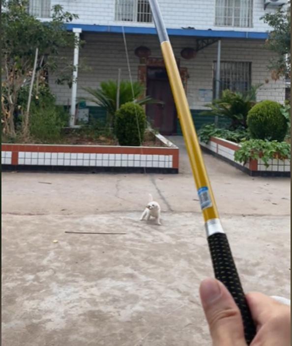 |禁渔期一男子想钓鱼“过手瘾”,在家拿鸡腿钓小狗