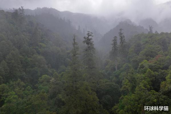 |76.8米“败落”，83.2米！西藏发现中国新“树王”，有什么意义？