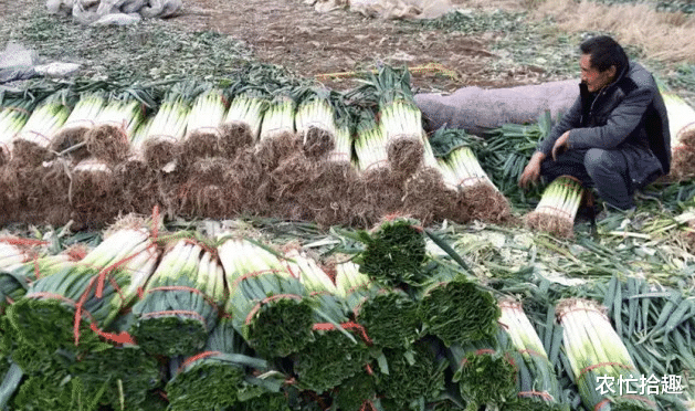 50万斤遇滞销，求助获得10万斤订单，却无奈运不出去，下雪就完了