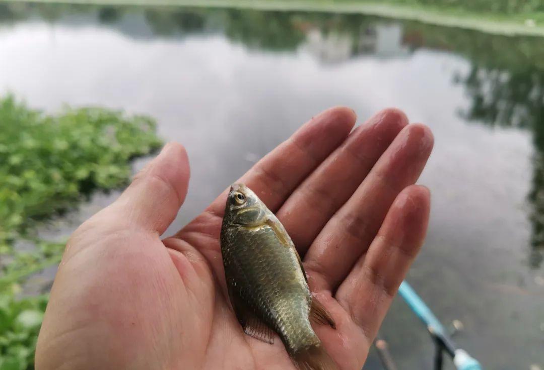 麝香|“西部风全能辅助”真有那么神奇吗？泡窝料该选哪些添加剂？