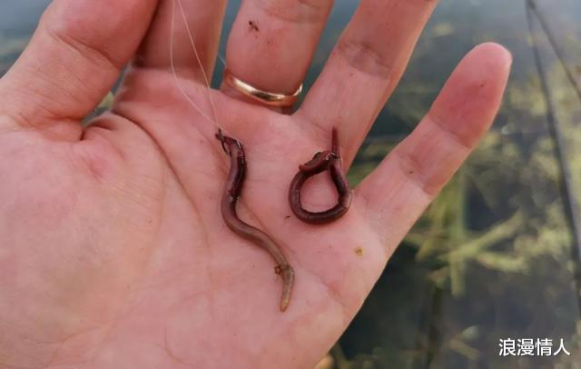 饵料|钓鱼知识学得越多,越钓不着鱼!论钓鱼人的现状,太心酸了