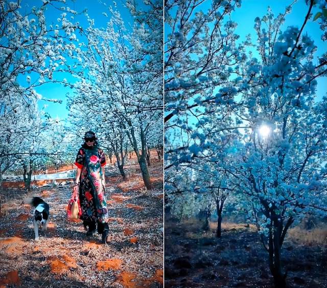 杨丽萍|63岁杨丽萍树林野餐太真实！毯子直接铺泥地里，跪坐地上好接地气