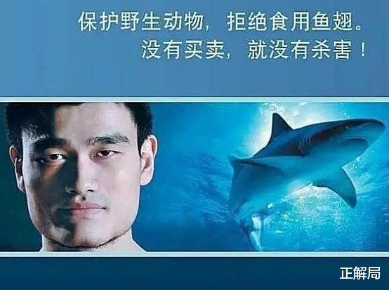 姚明|姚明被骗13年：呼吁中国人不吃鱼翅，鲨鱼为何更濒危？