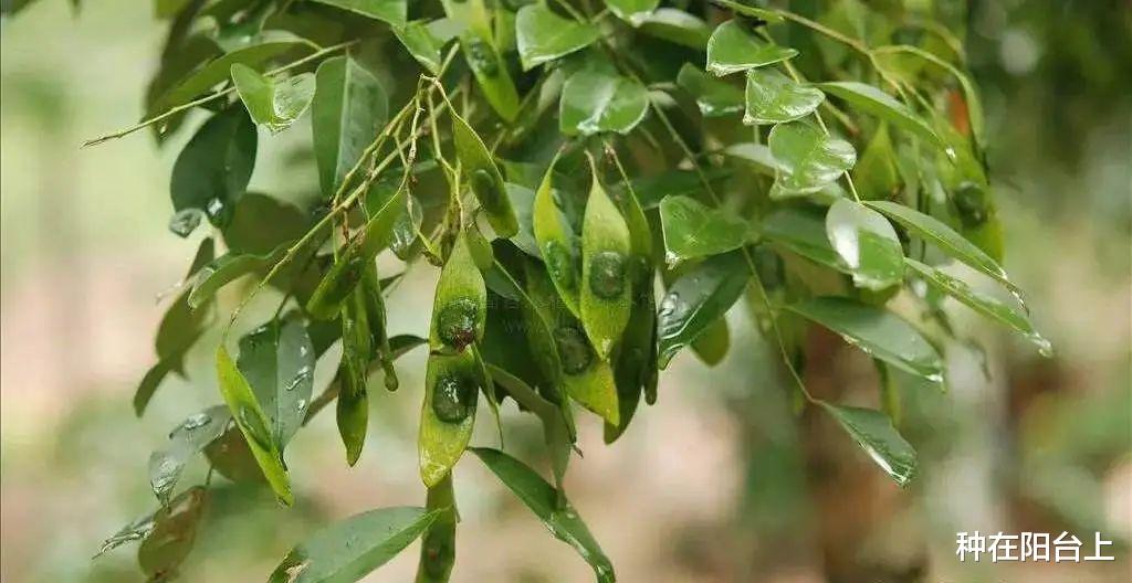 盆景|黄檀“贪睡”不知春，苏醒会姗姗来迟，暮年却匆匆早至！