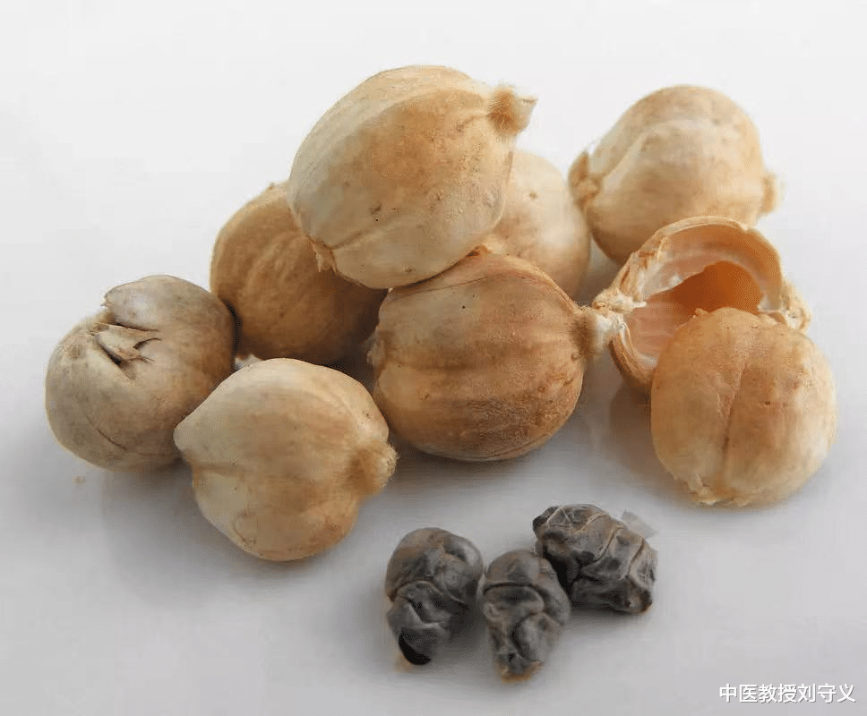 中药|分享中药——白豆蔻，化湿行气、温中止呕，主要用于寒湿困脾证