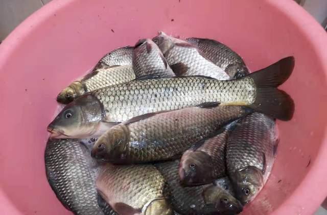 枝江|经常电鱼和网鱼的地方如何钓鱼？可以钓收获也能不错