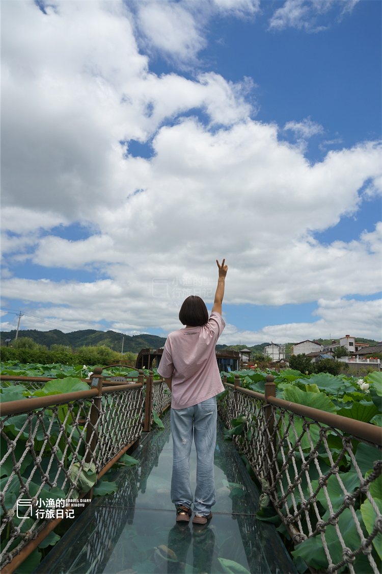 荷花|陕南有个“网红”荷花池,西安游客为赏花,专程来住一晚