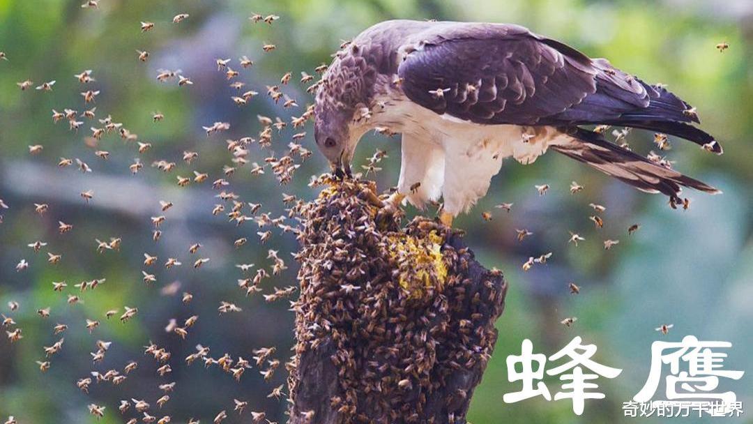 东北方言里“老楞”就是老鹰，但你知道老鹰指的是哪种动物吗？