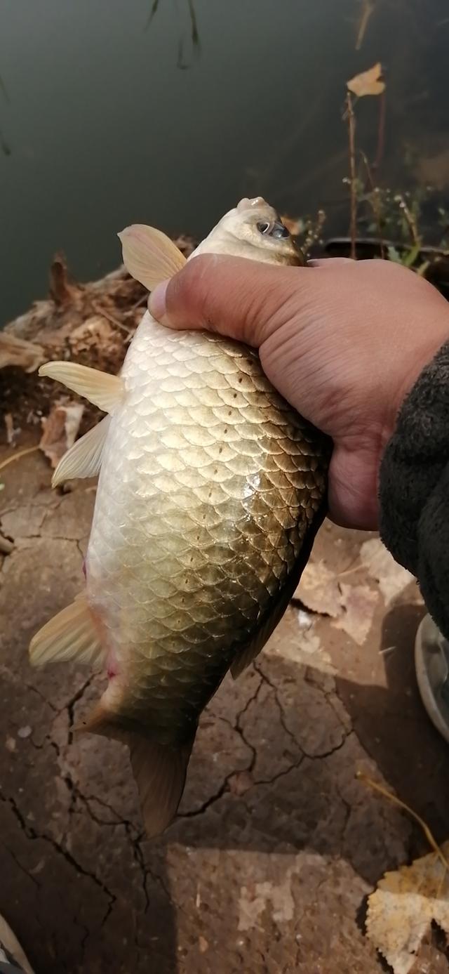 饵料|浅谈低温天气野钓,当然可以钓得到,饵料、钓位、钓法详解