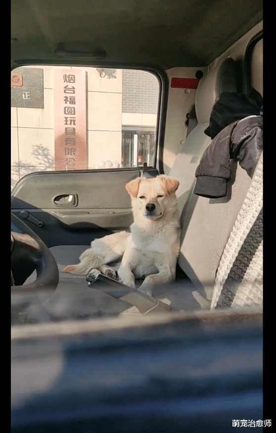每当主人叫狗狗，它都会跳到大货车副驾驶位上，简单幸福的陪伴！