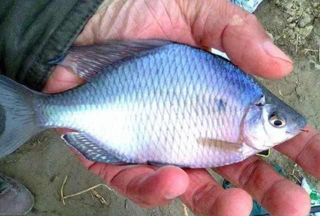 饵料|鳑鲏为什么会让钓鱼人,这么的不受待见呢?