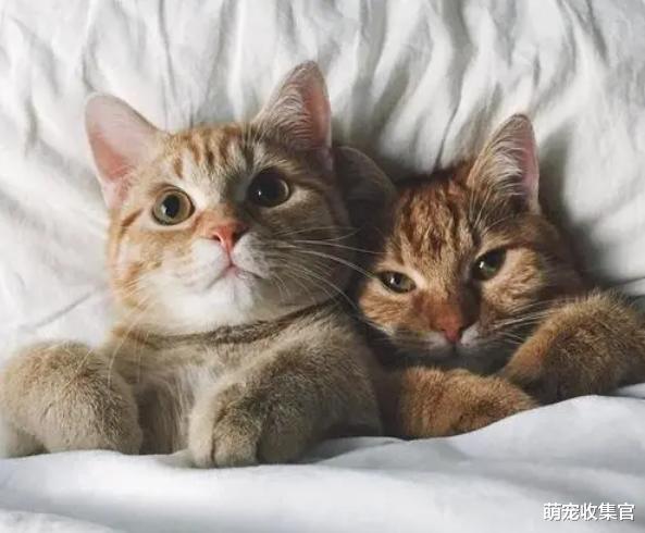 家里养一只猫还是两只猫好？多猫家庭的利与弊，看看你家是这样吗