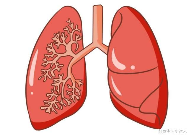 罗汉果|肺脏好不好看得见，多看看这4个地方，肺脏好坏，一目了然