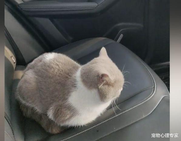 女子为省钱选择拼车,上车看见“拼友”后语塞:活得还不如猫呢