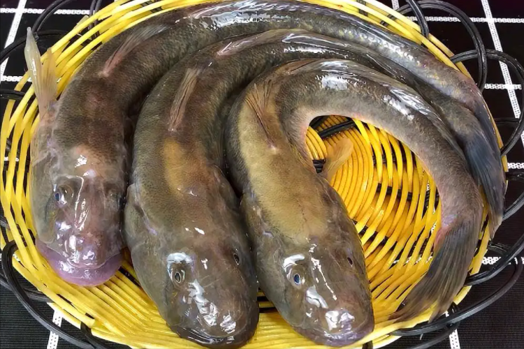男子负债400万,却花20万买下受伤的鱼,3年后靠它赚了一个亿!