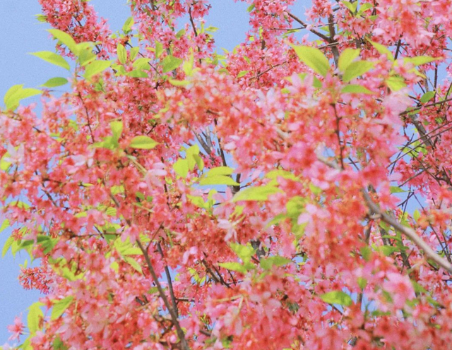 成都|成都市内“人气”樱花林：三大公园，姹紫嫣红，地铁直达！
