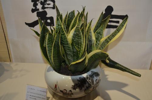 卫生间异味大,摆盆虎皮兰,轻松吸走异味,自然清新无危害!