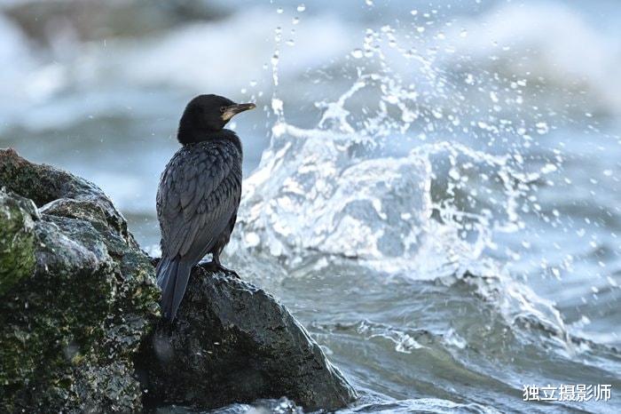 蓝牙耳机|尼康Z 800mm f/6.3 VR S镜头正式发布