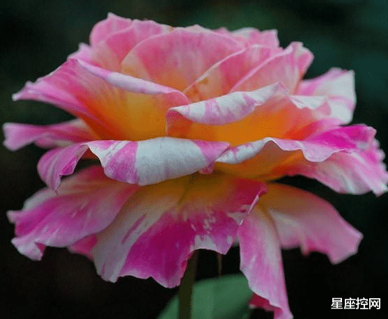 招聘|啥日子出生的人,事业遇到困难也不害怕,不断前进遇知音,好运来