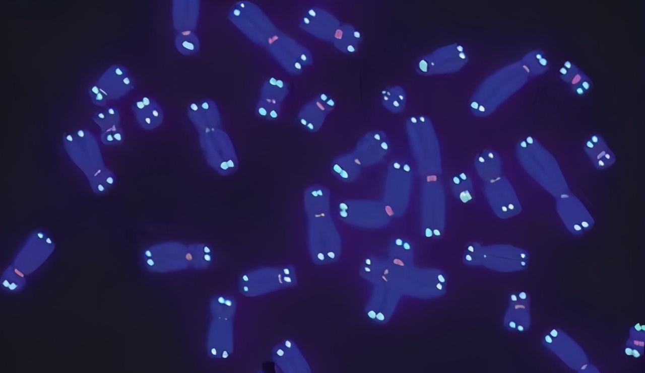 发现“永生”契机?移植龙虾基因后,人类或将突破基因限制!