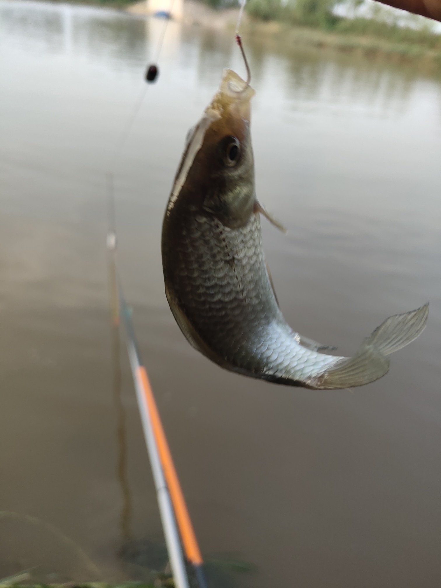 |难得给自己放个假,碰上了小雨连绵,这个假期注定特别好钓鱼