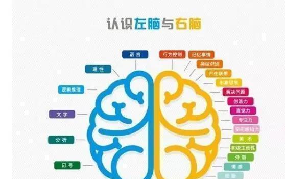 右脑发达的孩子，大多有3个特征表现，未来是个学霸的好苗子