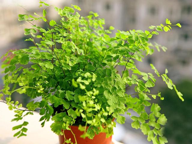 再穷也要在卫生间里养一盆“它”,角落里的臭气、潮气都给吸干净