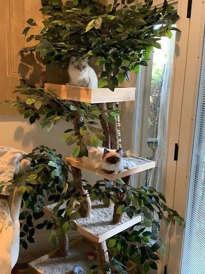 夫妻俩打造超逼真猫树，就为让主子在家体验爬树的感觉！