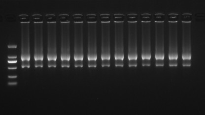 RNA 提取步骤（trizol）