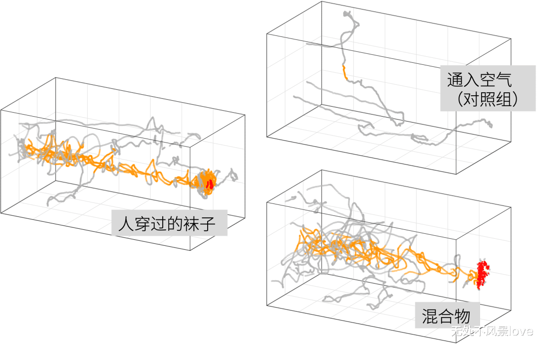 博士用自己的血一天喂3000只蚊子,终一作发Nature揭示“蚊子怎么只咬你”
