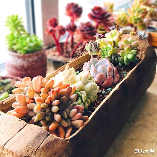 玩转庭院，低成本，高颜值，学会这几招你也可以