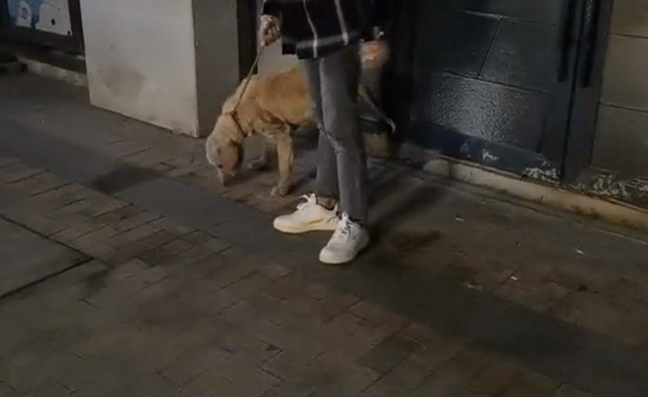 它只是想要个主人，但只能翻找垃圾，满身皮肤病的它换来的却只有众人的嫌弃