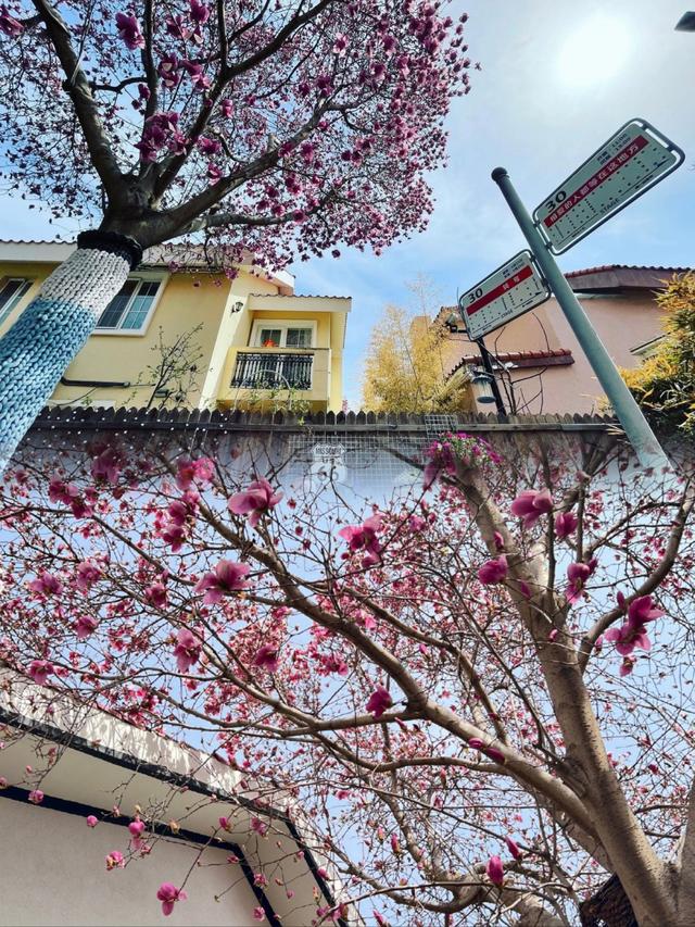 涪陵|黄雅莉在北京的豪宅火了:家中种满花草,这简直就是世外桃源