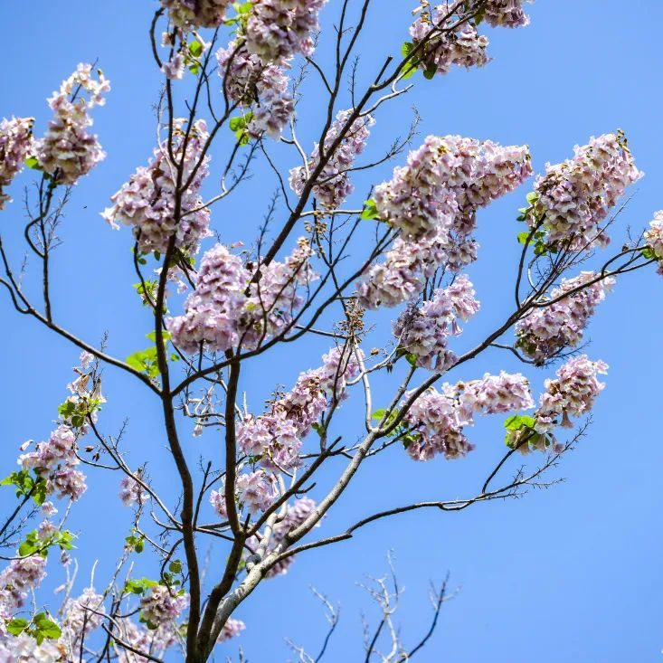 武夷山|梧桐、槐树花满枝，才是越西暮春该有的浪漫！