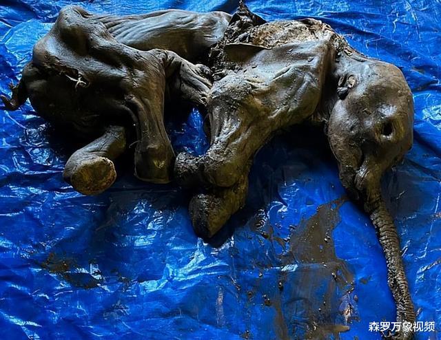 人类该警惕了吗?北极永冻层史前生物遗骸频频出现,为啥不是好事