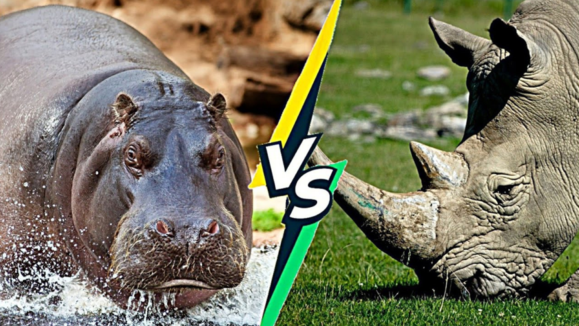 河马vs犀牛，当大嘴怪遇到独角兽，谁会笑到最后呢？